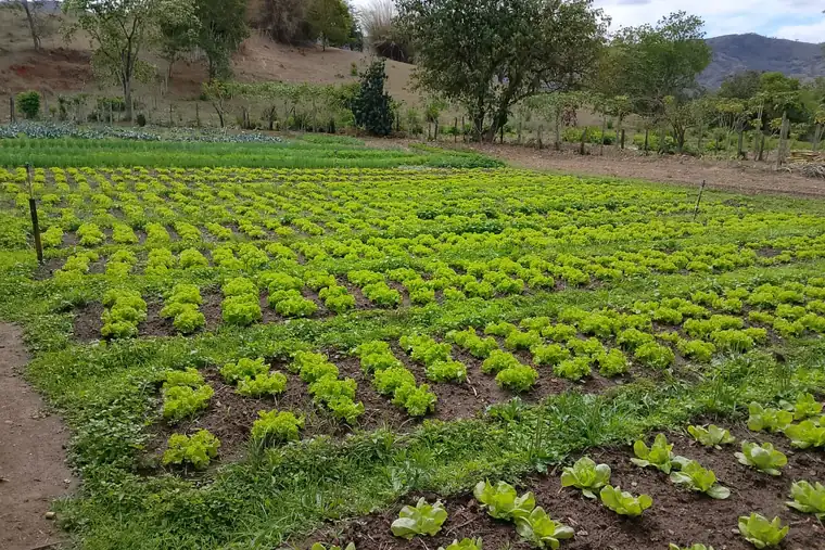 Campo com muitas plantações de alface, em unidade de acolhimento da rede em Minas Gerais