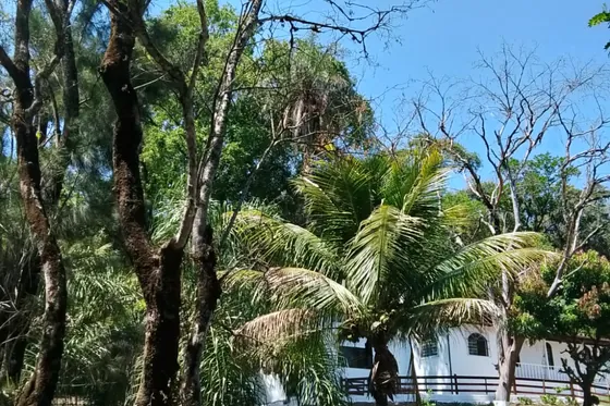 Fachada com árvores e palmeiras