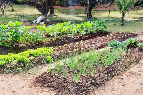Clínica de reabilitação em Maravilhas - MG Horta com verduras e cebolas
