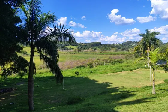 Vista de área verde com palmeiras